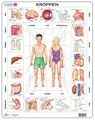 Puslespill kroppen vår 35 brikker